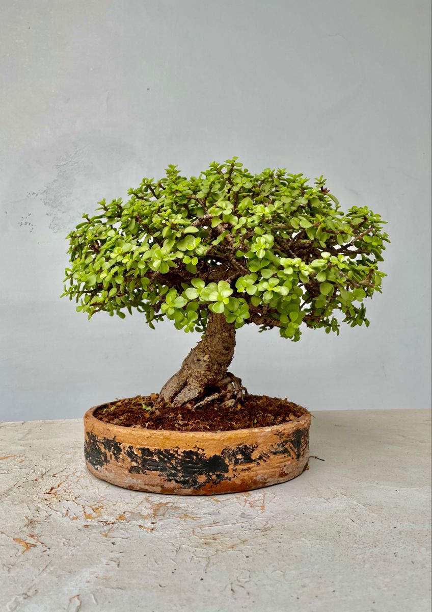 Bonsai Plants
